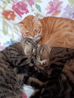 うちのニャンたち